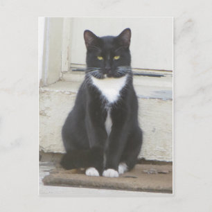 Tuxedo Cat Vykort