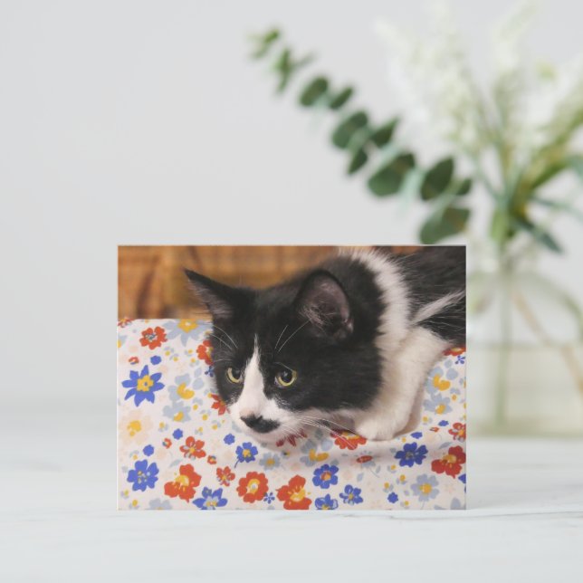 Tuxedo Cat Vykort (Stående Fram)