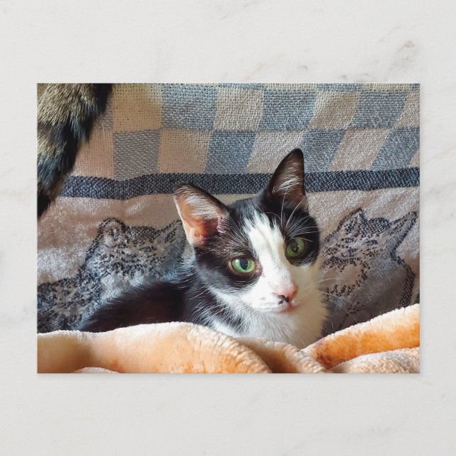 Tuxedo Cat Vykort (Framsida)