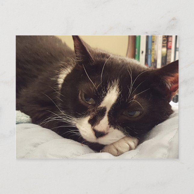 Tuxedo Cat-vykort Vykort (Framsida)
