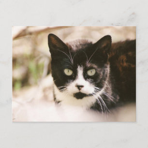 Tuxedo Feral Cat-inbjudningar Inbjudningar