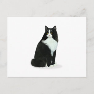 Tuxedo-katalog med lång smak vykort