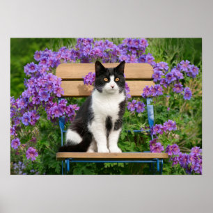 Tuxedo-katt sitta på en trädgårdsstol med blommor poster