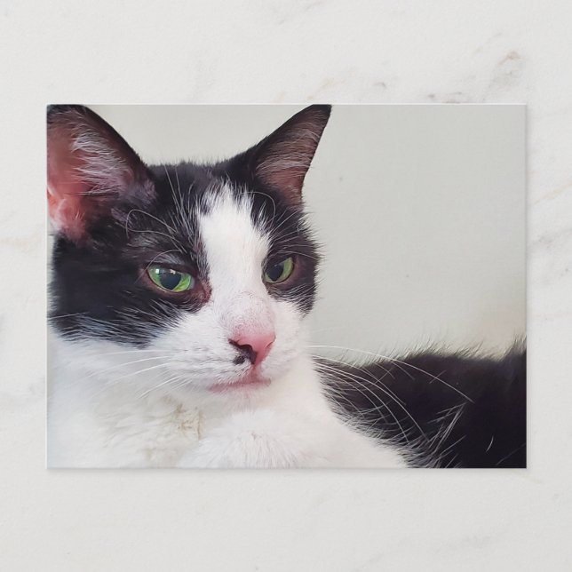 Tuxedo-katt Vykort (Framsida)