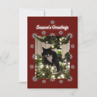 Tuxedo-katten leker på Julgran.