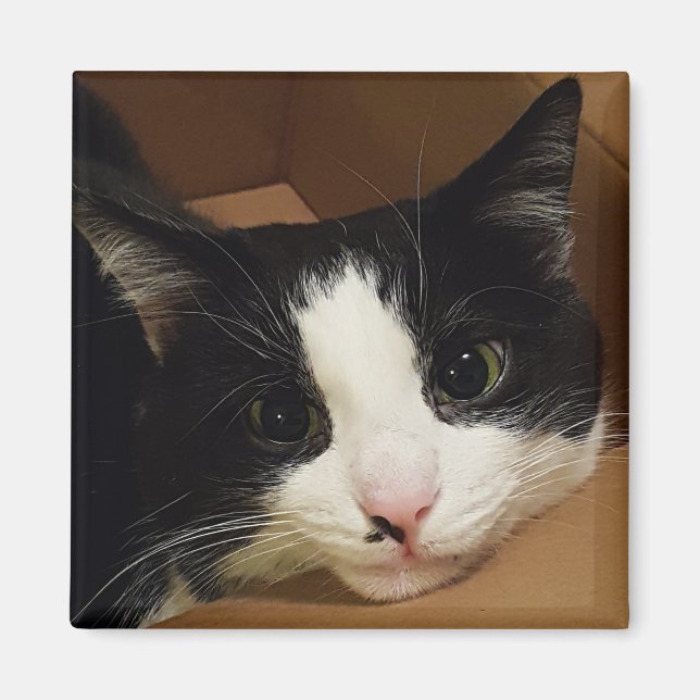 Tuxedo-kattmagnet Magnet (Framsidan)