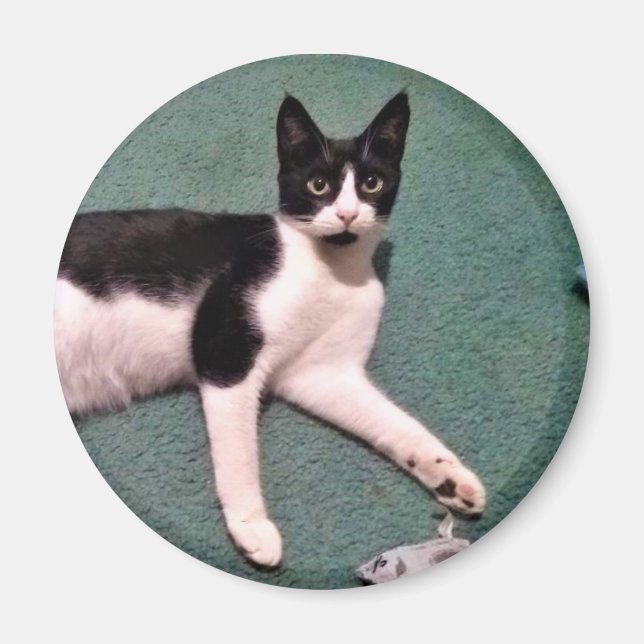 Tuxedo Kattunge Magnet (Framsidan)