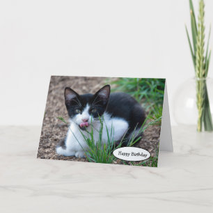 Tuxedo-kattunge med tunga som sticker ut kort