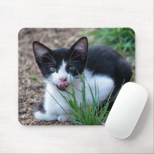 Tuxedo-kattunge med tunga som sticker ut musmatta