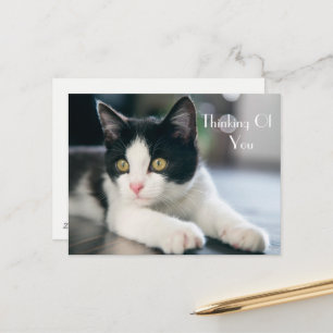 Tuxedo Kitten Hälsning Vykort