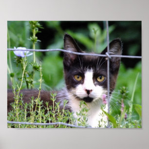 Tuxedo Kitten i Garden Poster