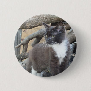 Tuxedo Kitten Knapp