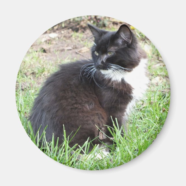 Tuxedo Kitten Magnet (Framsidan)