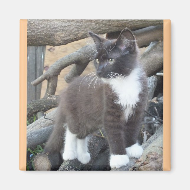 Tuxedo Kitten Magnet (Framsidan)