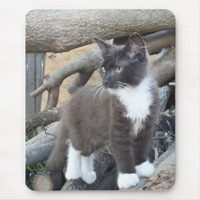 Tuxedo Kitten Musmatta (Framsidan)