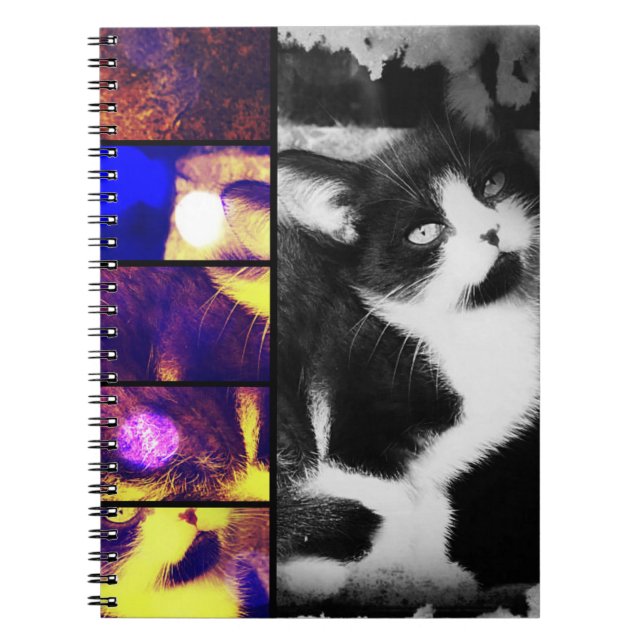 Tuxedo Kitten Photo Art bärbar dator Anteckningsbok (Framsidan)
