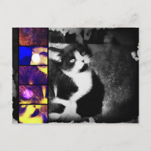 Tuxedo Kitten Photo Art-vykort Vykort