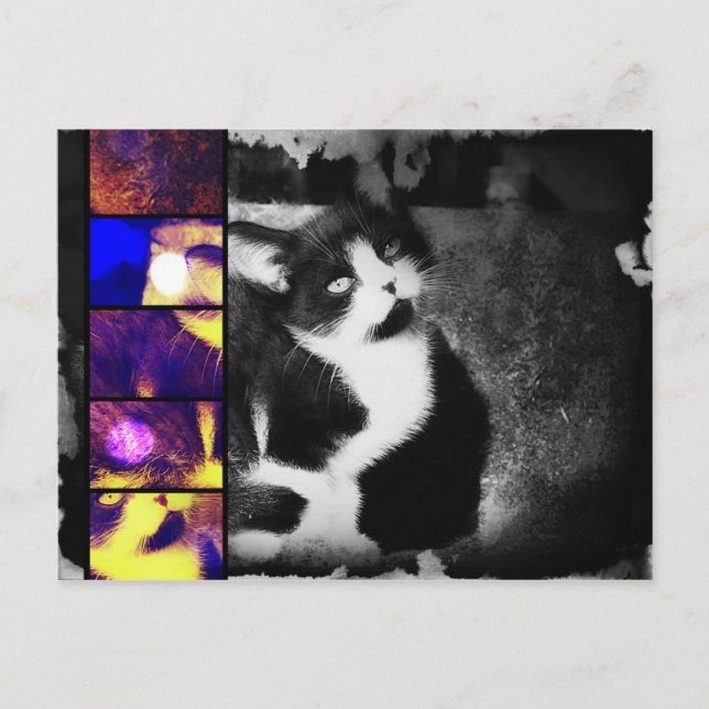 Tuxedo Kitten Photo Art-vykort Vykort (Framsida)