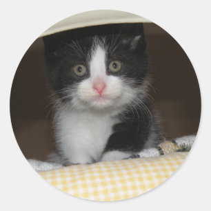 Tuxedo kitten runt klistermärke