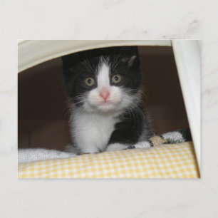 Tuxedo kitten vykort