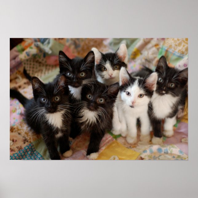 Tuxedo Kittens Poster (Framsidan)
