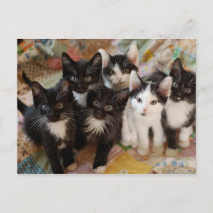 Tuxedo Kittens Vykort