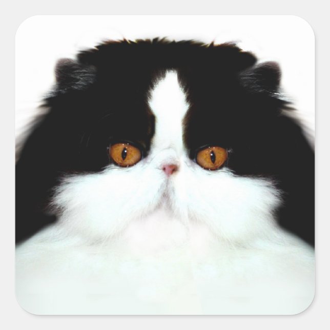 Tuxedo persian ansikte fyrkantigt klistermärke (Framsida)