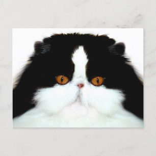 Tuxedo persian ansikte vykort