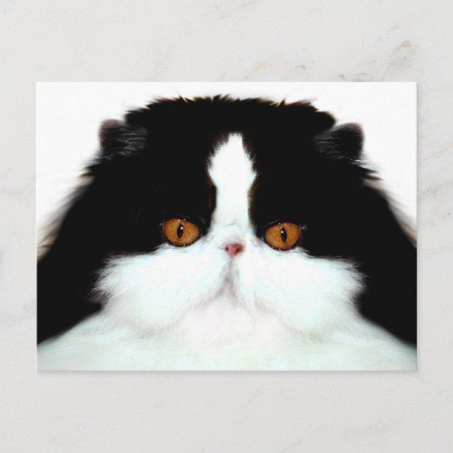Tuxedo persian ansikte vykort (Framsida)