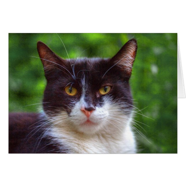 Tuxedo Porträtt Hälsningskort (Framsidan Horizontal)