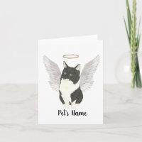 Tuxedo Ragamuffin Domestic Medium Cat Sympathy