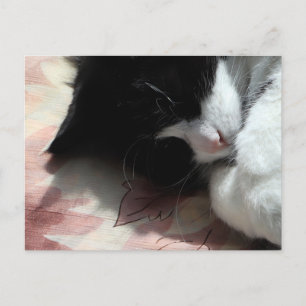 Tuxedokatt Konst Söt Rosa Näsa Kitty Katter Konst Vykort