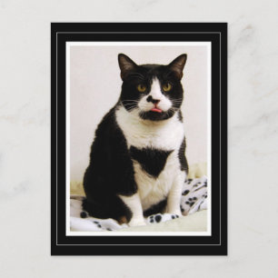 Tuxedokatt som sticker ut tungan vykort
