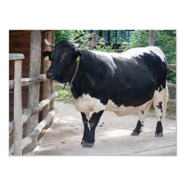 Tuxer Cattle Fototryck (Framsidan)