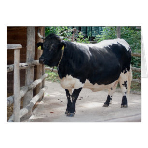 Tuxer Cattle Hälsningskort