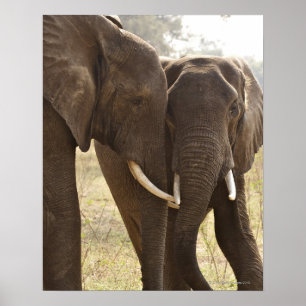 Två afrikanska Bush elefanter (loxodontaen Poster