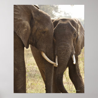 Två afrikanska Bush Elephants (Loxodonta Africana) Poster
