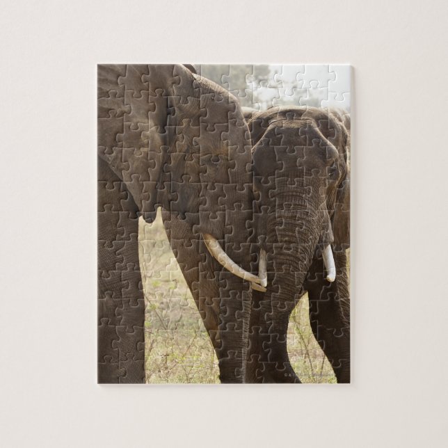 Två afrikanska Bush Elephants (Loxodonta Africana) Pussel (Vertikal)