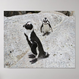 Två afrikanska penguiner, Boulders Beach, södra Af Poster