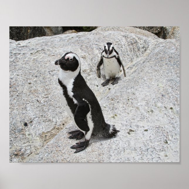 Två afrikanska penguiner, Boulders Beach, södra Af Poster (Framsidan)
