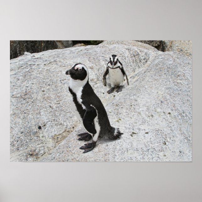 Två afrikanska pingviner, Boulders Beach, Sydafrik Poster (Framsidan)