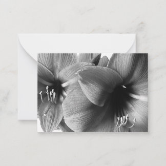 Två Amaryllis Blommor Foto Anteckningskort