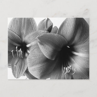 Två Amaryllis Blommor Foto Hälsning Vykort