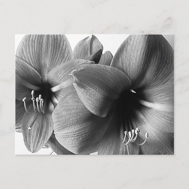 Två Amaryllis Blommor Foto Hälsning Vykort (Framsida)