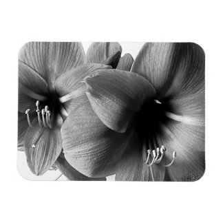 Två Amaryllis Blommor Foto Magnet