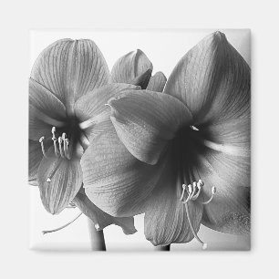 Två Amaryllis Blommor Foto Magnet
