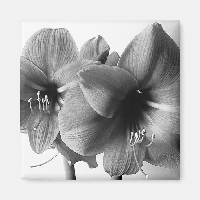 Två Amaryllis Blommor Foto Magnet (Framsidan)