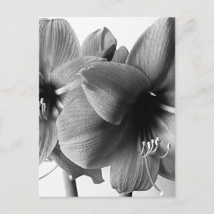 Två Amaryllis Blommor Foto Vertikal Vykort