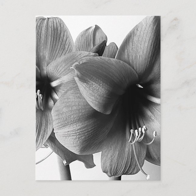 Två Amaryllis Blommor Foto Vertikal Vykort (Framsida)