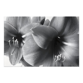 Två Amaryllis Blommor Tryck Foto Förstoring